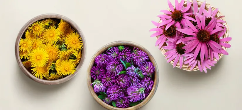 Her ses tre forskellige krukker med henholdsvis gule, lilla og lyserøde blomster. Baggrunden har en lys beige farve.