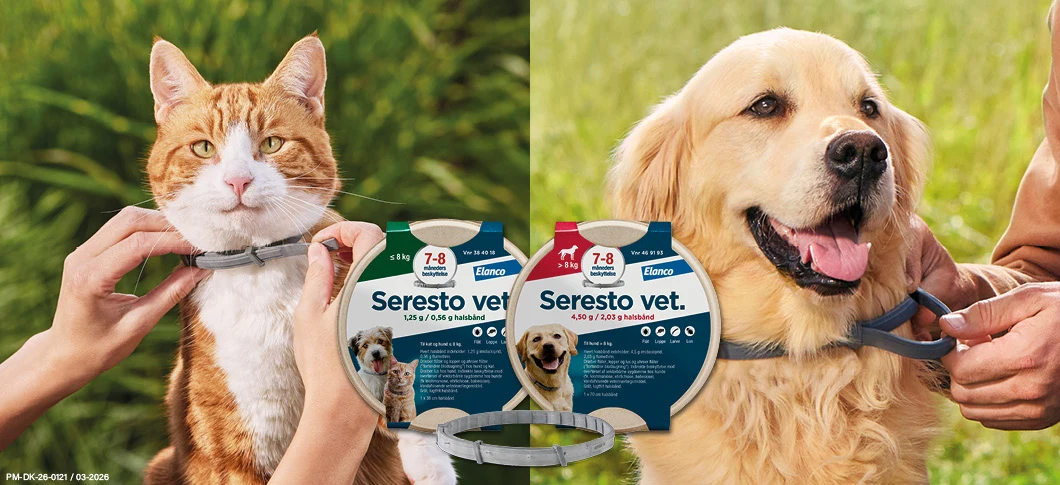 Her ses en kat og en hund, der får sat halsbånd på, sammen med Seresto vet. loppe- og flåthalsbånd i emballage på en grøn baggrund.