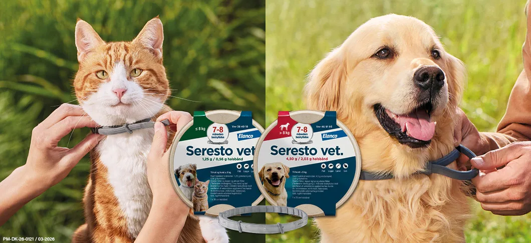 Her ses en kat og en hund, der får sat halsbånd på, sammen med Seresto vet. loppe- og flåthalsbånd i emballage på en grøn baggrund.