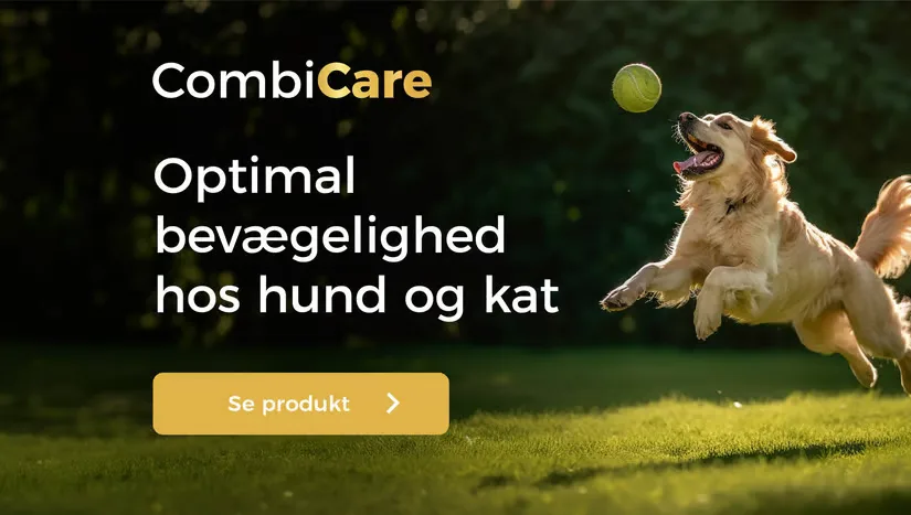 Her ses en hund, som hopper efter en bold på en græsplæne.