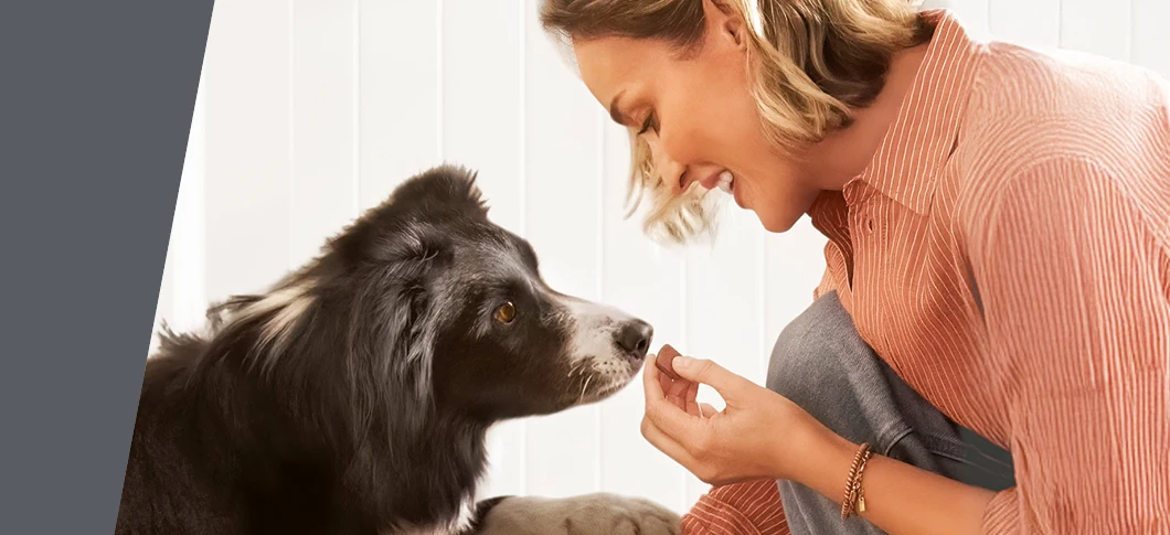 Kvinde i lyserød skjorte sidder bøjet ned over sin sort-hvide hund og holder en godbid frem mod dens snude i et lyst hjemmemiljø.