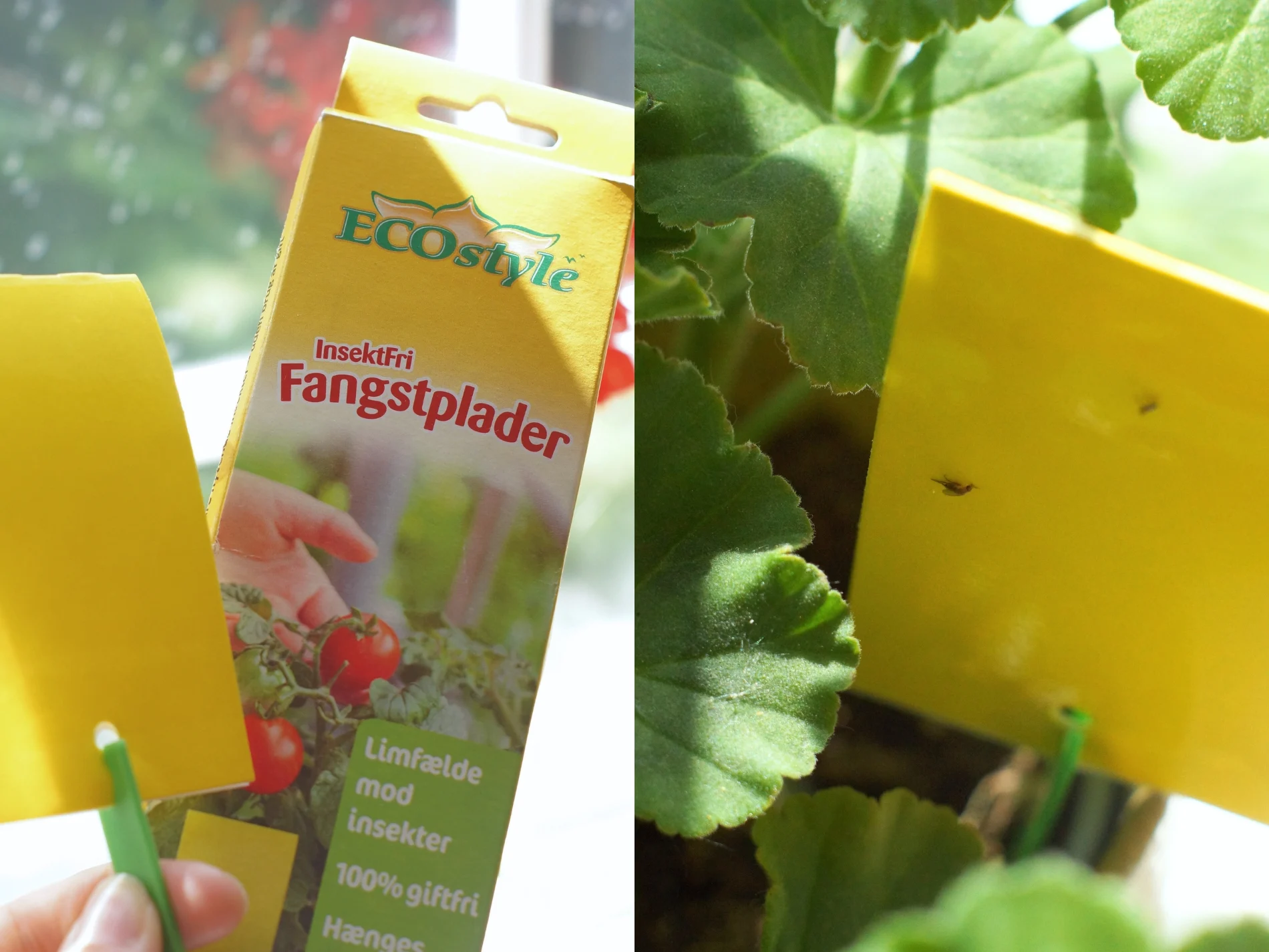 billede af fangstplader i stueplante
