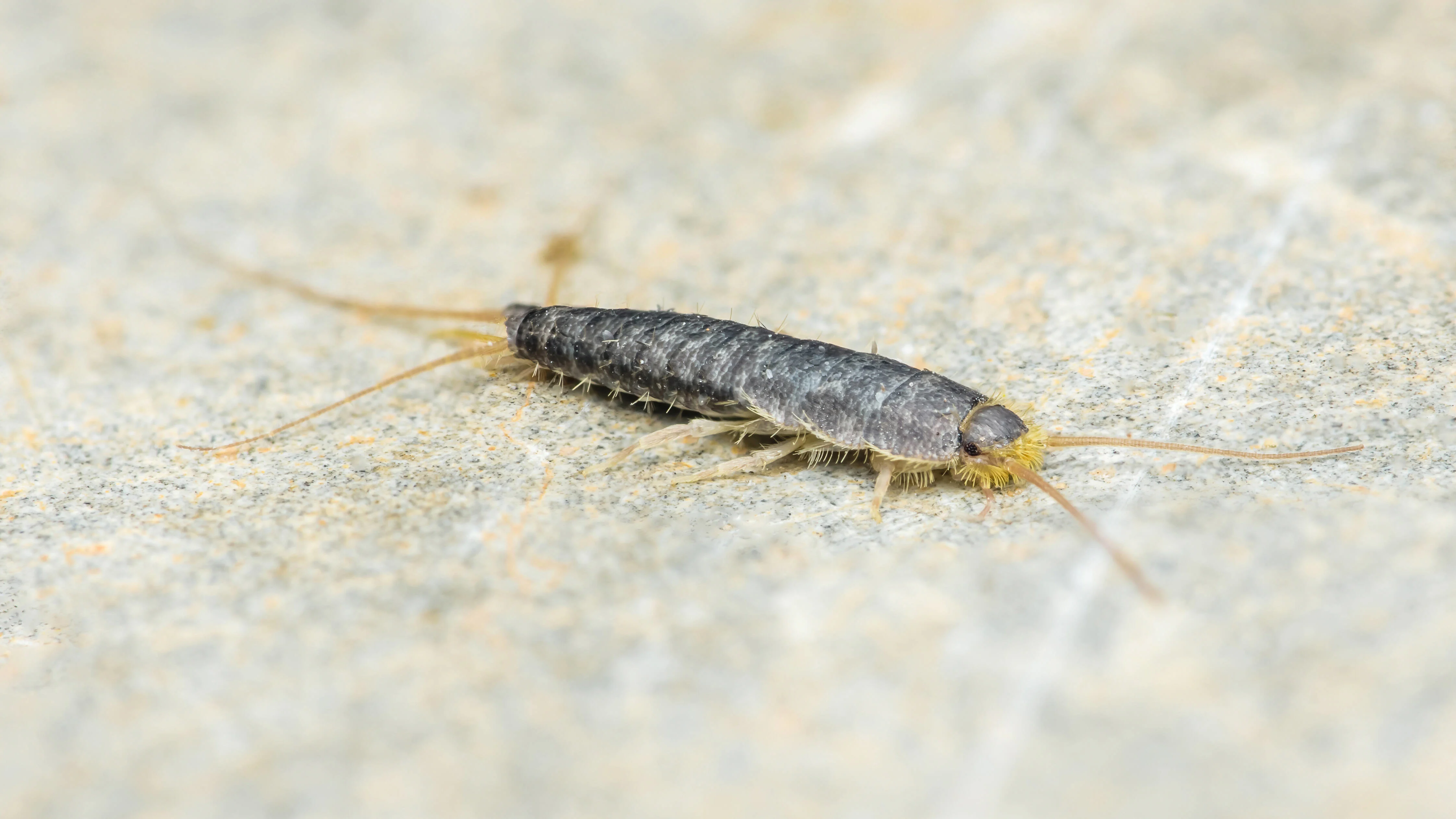 iStock-2216290425.jpg
