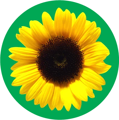 Her ses det klassiske solsikkesymbol på den ikoniske grønne baggrund.