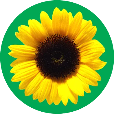 Her ses det klassiske solsikkesymbol på den ikoniske grønne baggrund.
