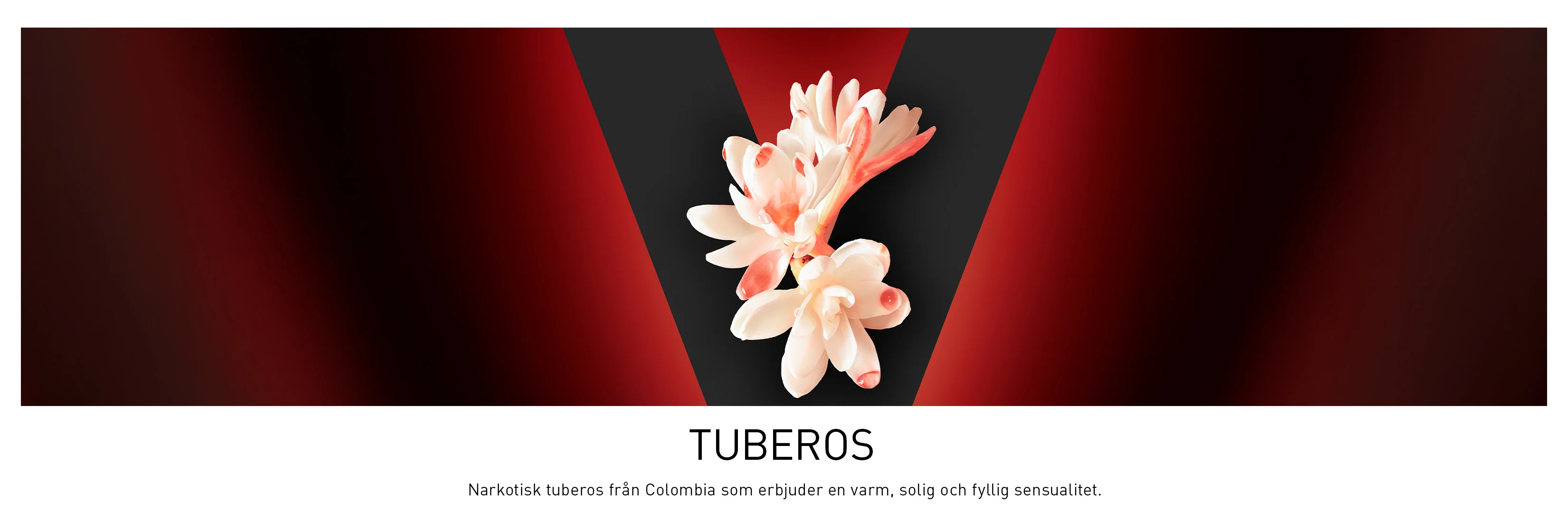 Tuberoseblommor mot röd och svart bakgrund. Bilden beskriver tuberosens varma, söta och fylliga doft.