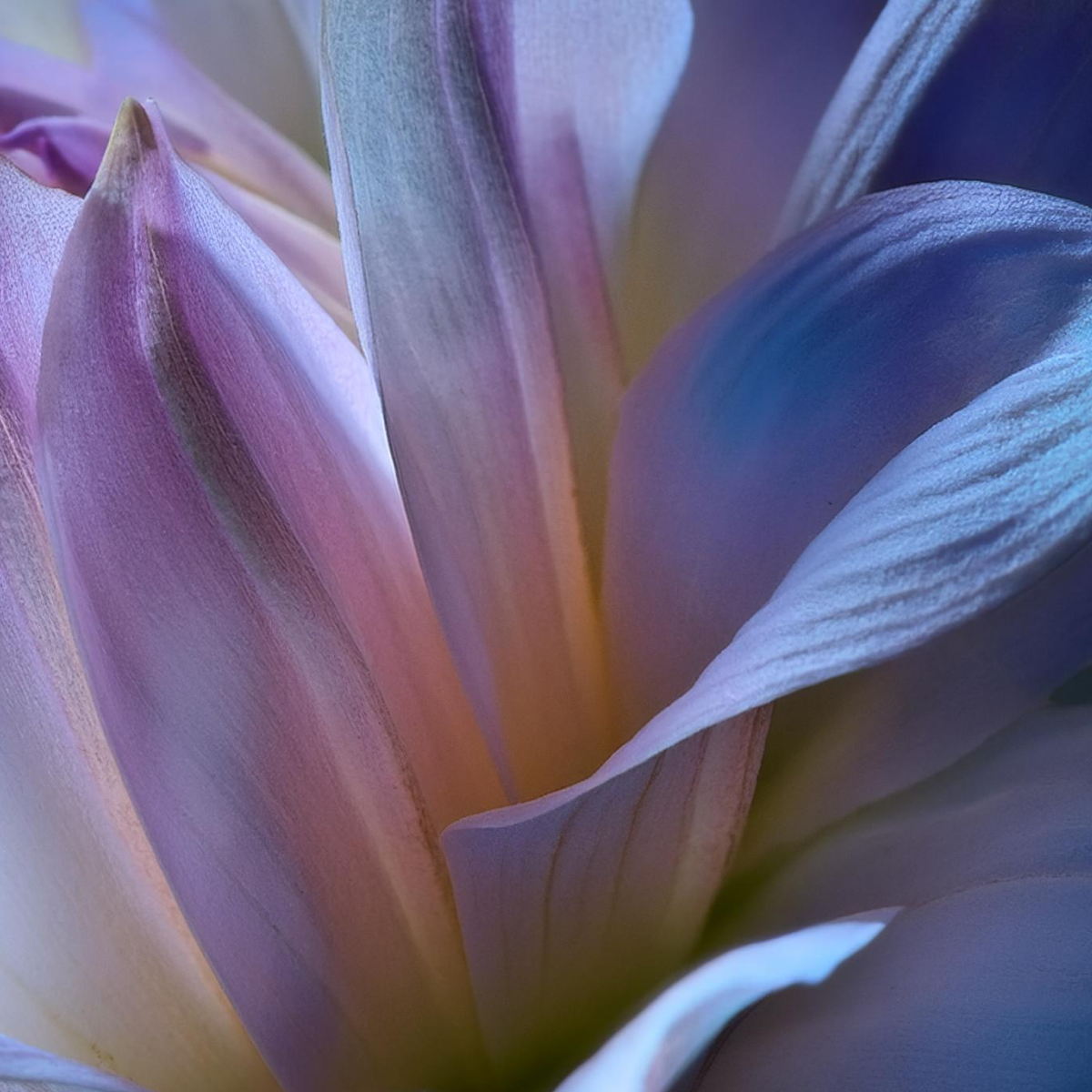Nærbilde av blomsterblad i pastellfarger.