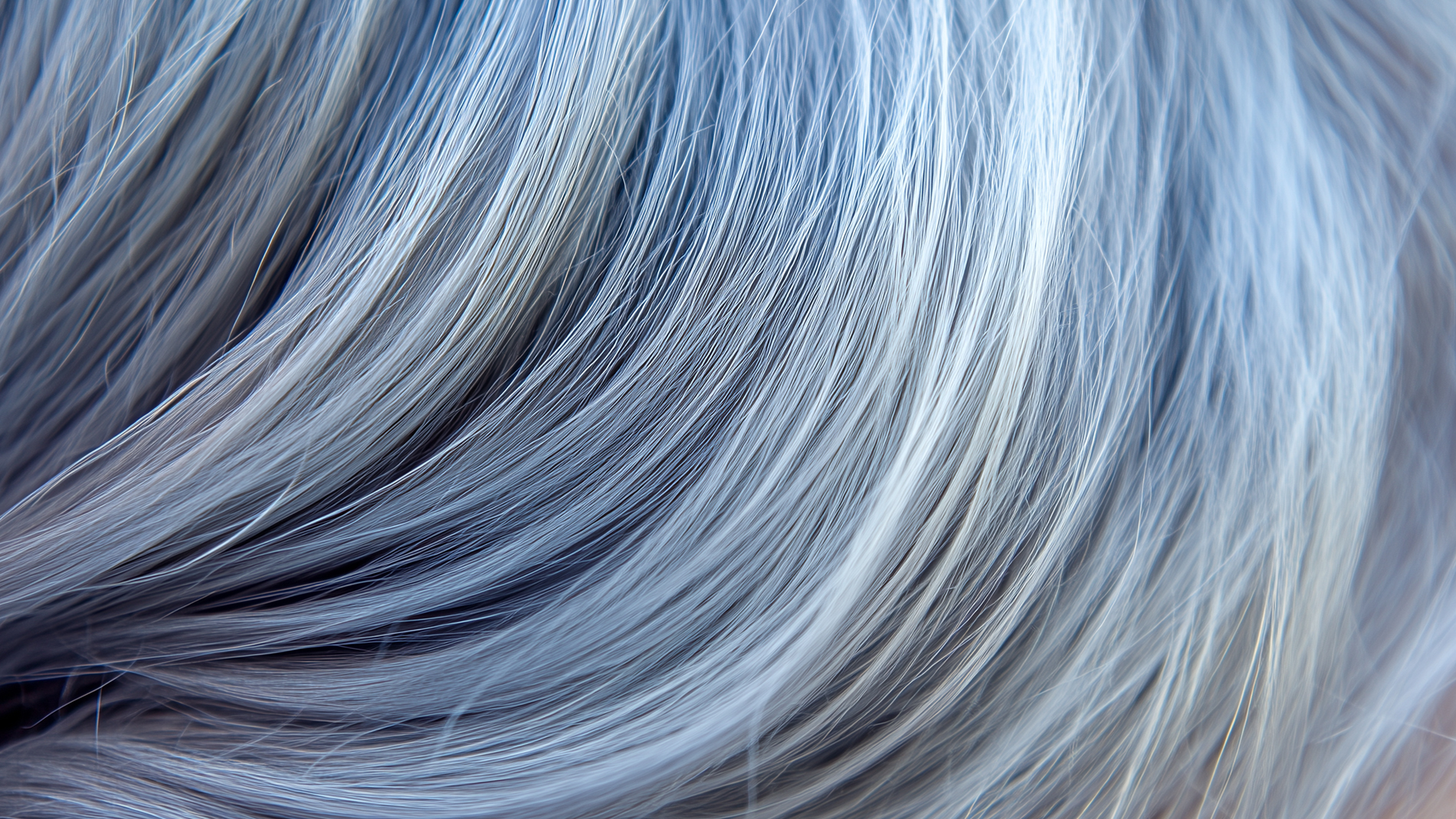 Nærbilde av grått hår.