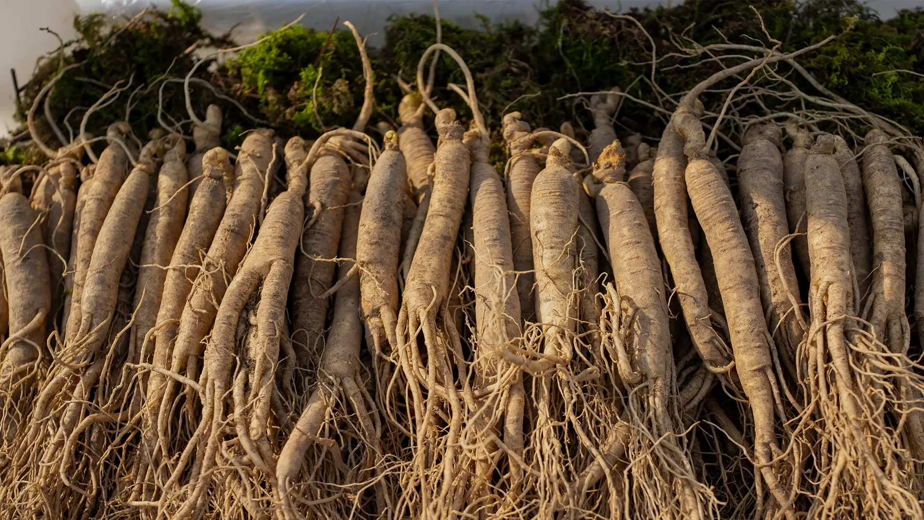 Nærbilde av flere ginsengrøtter som ligger tett ved siden av hverandre på et bord. Røttene har lange, tynne rottråder og jordaktige beige toner. Grønn mose og tynne greiner vises i bakgrunnen. Bildet er tatt i varmt naturlig lys og fremhever detaljene i røttenes struktur.