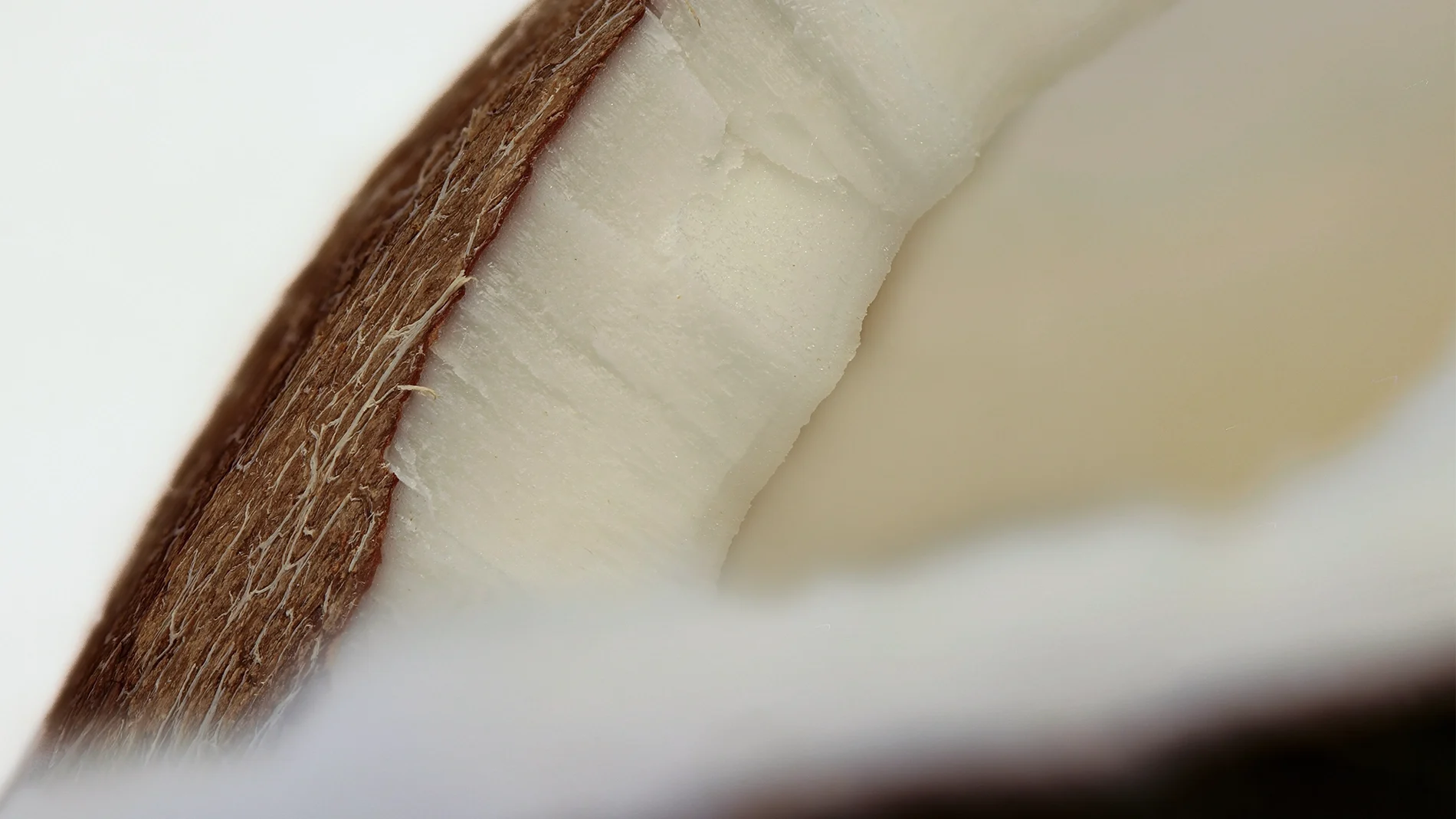 Närbild av vitt kokoskött med brun, fiberrik kokosnötsskal längs kanten.