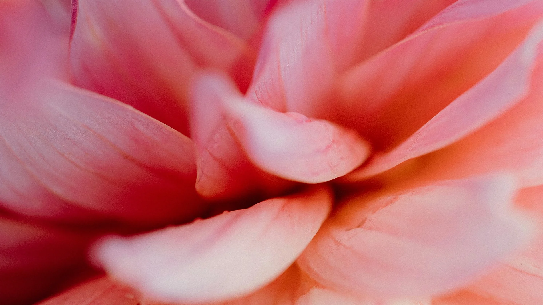 Nærbilde av en rosa blomst med myke, bøyde kronblad.