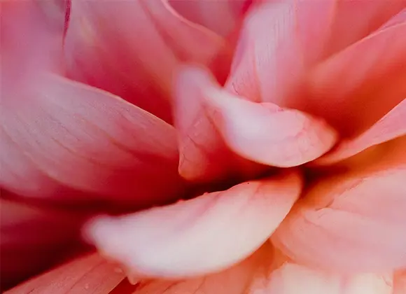 Närbild av en rosa blomma med mjuka, böjda kronblad.