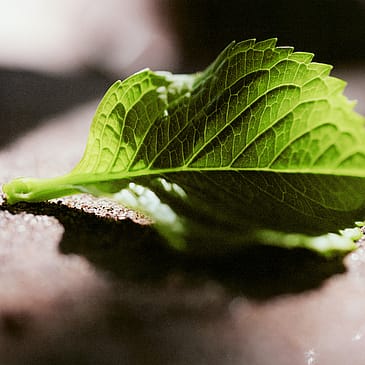 Chloé Nomade Jasmin Naturel Intense EdP 50 ml