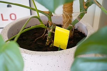 ECOstyle Fangstplader 7 stk.