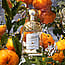 GUERLAIN Aqua Allegoria Mandarine Basilic Eau de Toilette 75 ml
