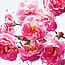 DIOR Miss Dior Rose N'Roses Eau de Toilette 100 ml
