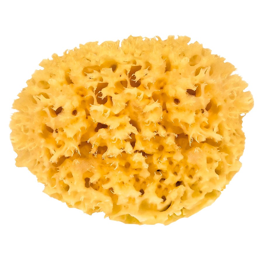 Croll & Denecke Natursvamp 14 cm