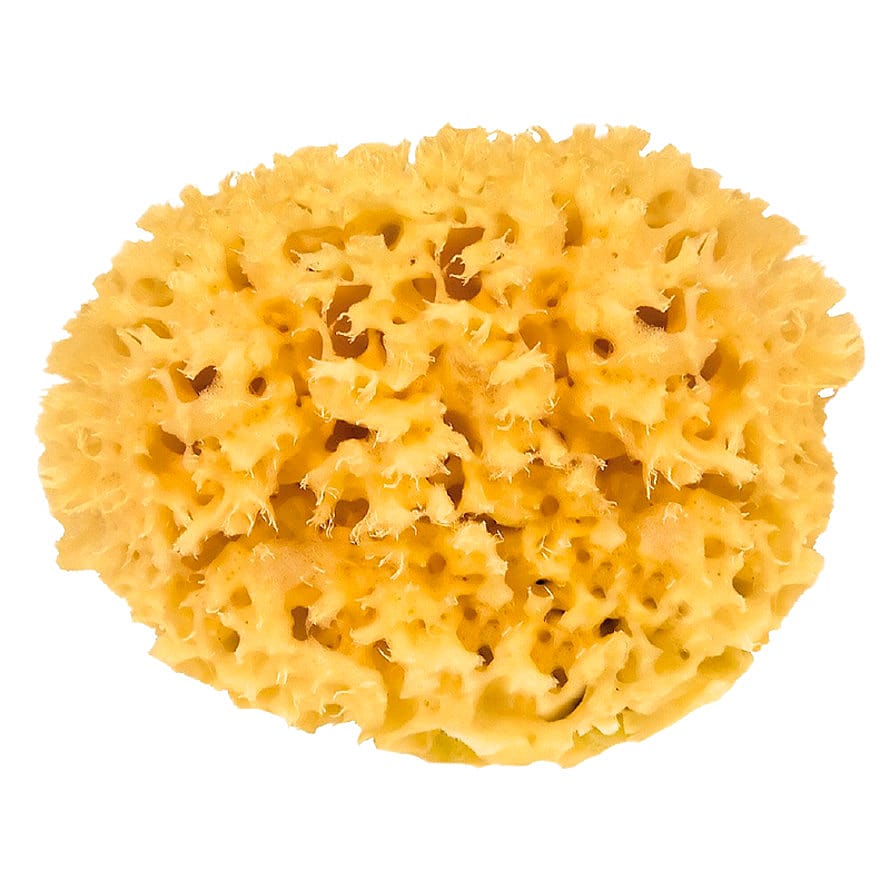 Croll & Denecke Natursvamp 13 cm