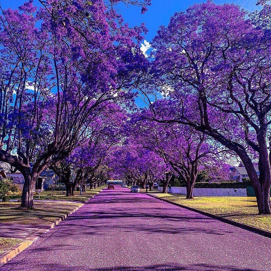 BENAMÔR Jacarandá Body Butter 200 ml