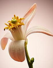 Miniaturebillede 4