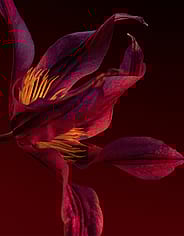 Miniatyrbild 6