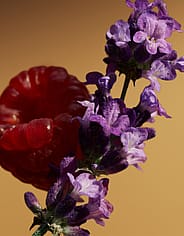 Miniatyrbild 8