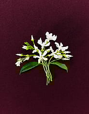 Miniaturebillede 3