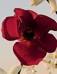 Miniatyrbild 5