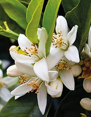 Miniaturebillede 4