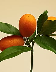 Miniaturebillede 3