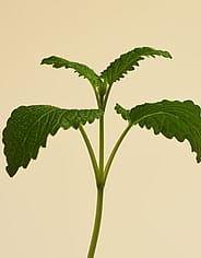 Miniaturebillede 2