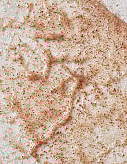 Miniaturebillede 5