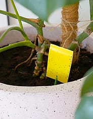 Miniaturebillede 1