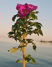 Miniaturebillede 3