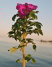 Miniaturebillede 3