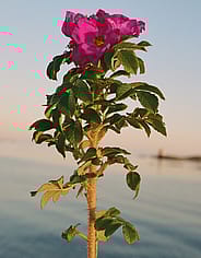Miniaturebillede 3