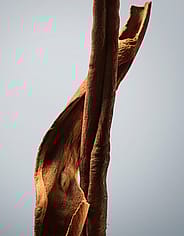 Miniatyrbild 6
