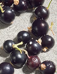 Miniaturebillede 5