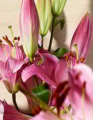 Miniaturebillede 4