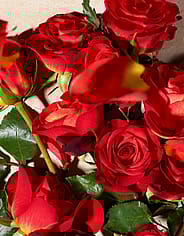 Miniaturebillede 4