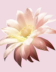 Miniatyrbild 5