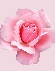 Miniatyrbild 6