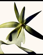 Miniaturebillede 2