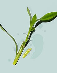 Miniatyrbild 7