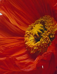 Miniatyrbild 4