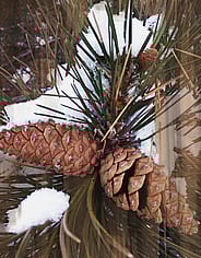 Pieni kuva 3