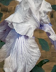 Pieni kuva 5