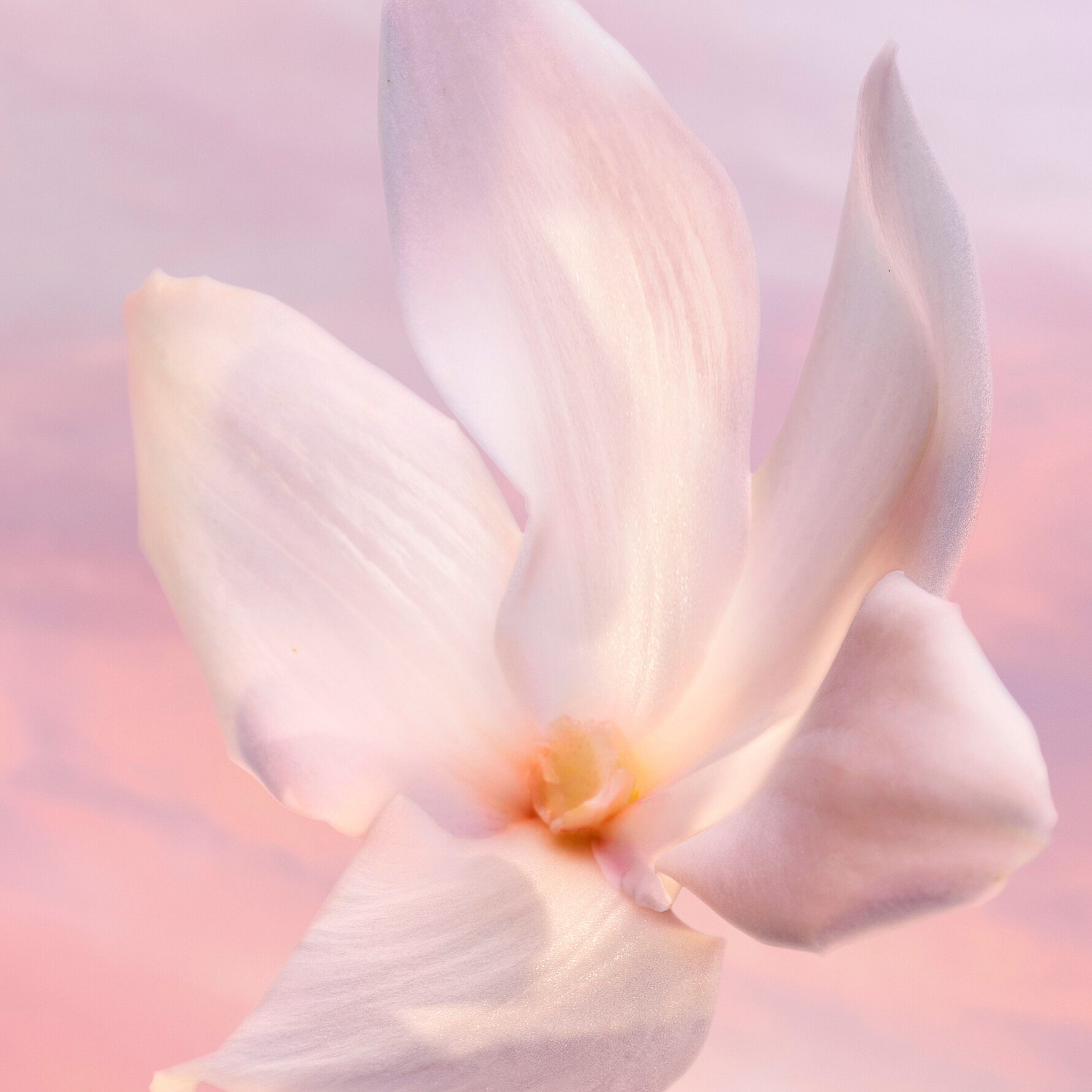 La Vie Est Belle Vanille Nude EdP