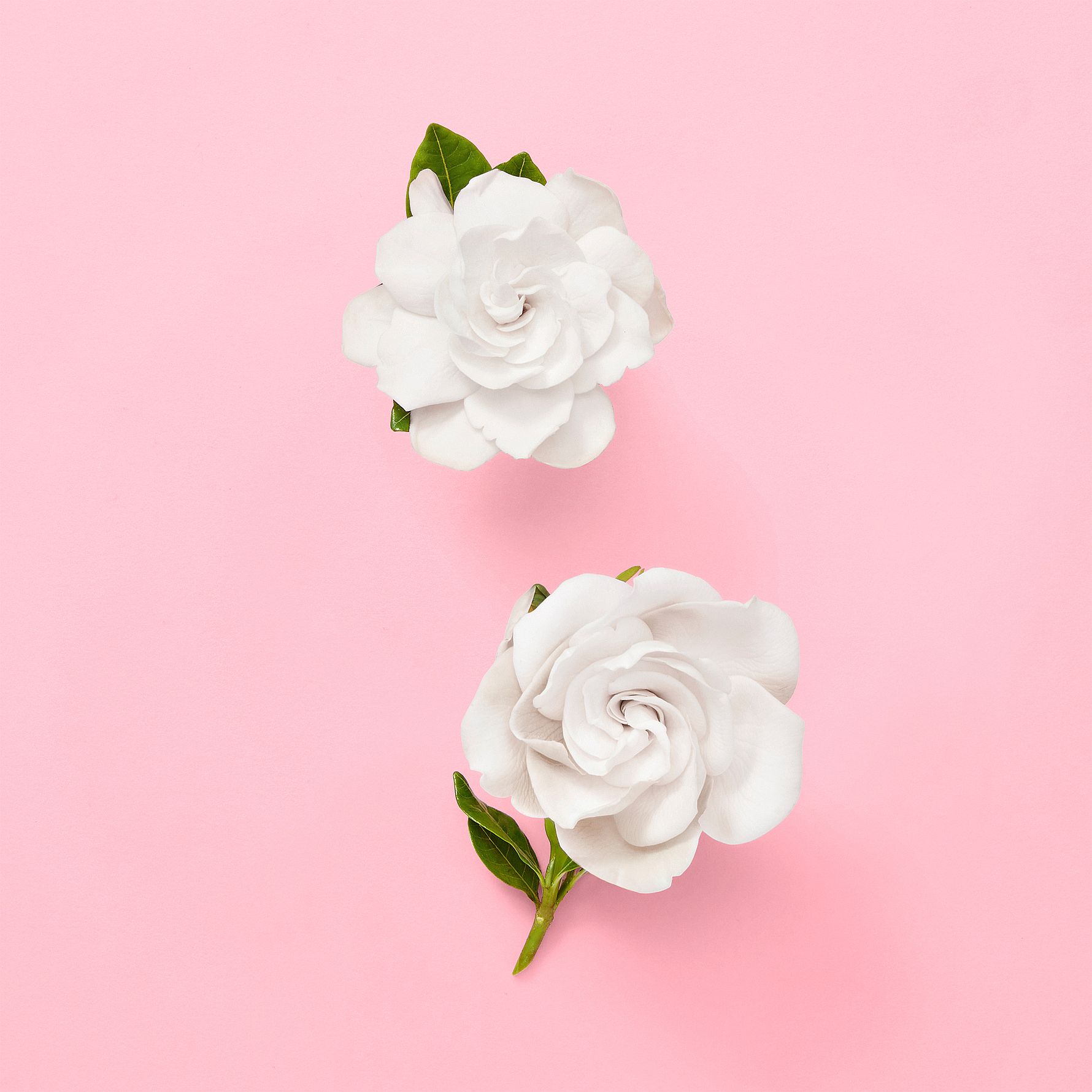 Flora Gorgeous Gardenia EdP