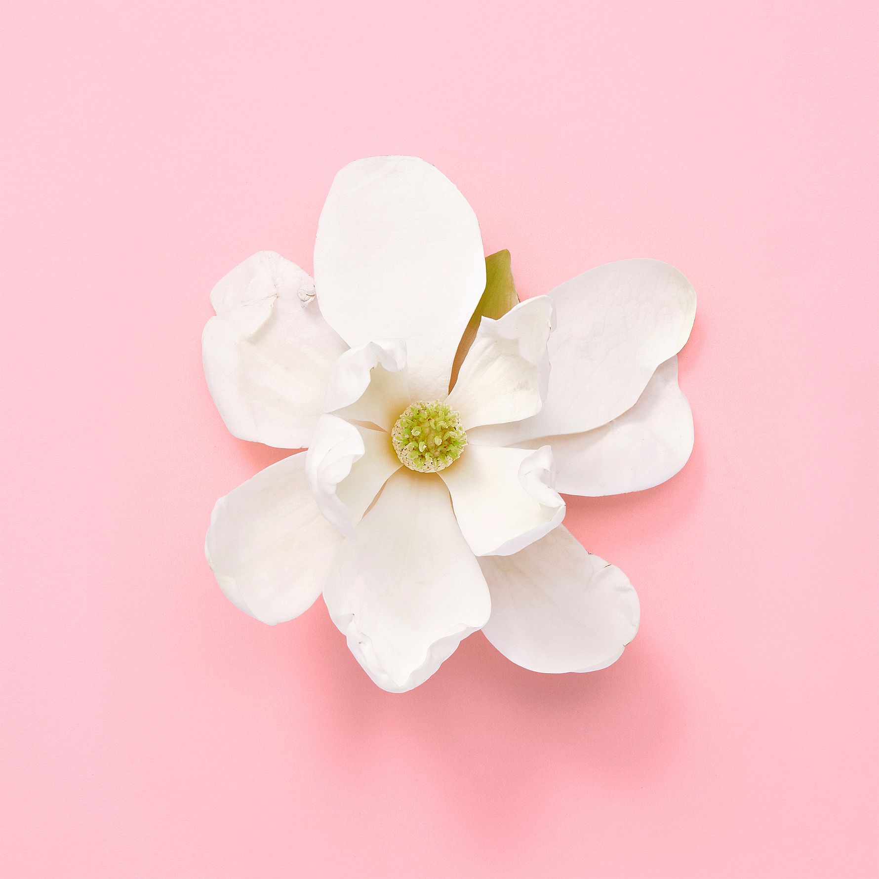 Flora Gorgeous Jasmine EdP